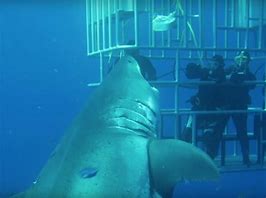 Image result for Biggest Shark Ever Filmed