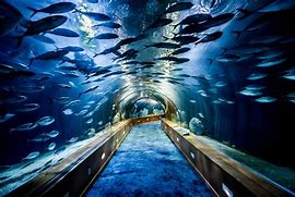 Image result for Giant Aquarium Entrance