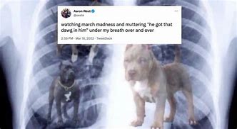 Image result for Dawg in You Meme