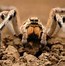 Image result for Giant Wolf Spider