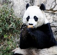 Image result for Panda Cub Born