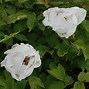 Image result for Paeonia suffruticosa Da Zong Zi