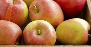 Image result for NZ Apple Varieties