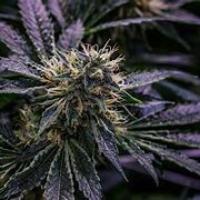 Image result for Fire OG Marijuana Strain