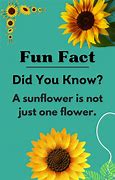 Image result for Did You Know Facts