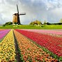 Image result for Netherlands Flowers Fields Wallpaper