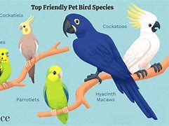 Image result for All Types of Pet Birds
