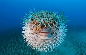 Image result for Puffer Fish Wallpaper