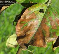 Image result for Honeycrisp Apple Tree Leaves