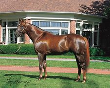 Image result for Thoroughbred Horse Breed