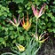 Image result for Tulipa acuminata