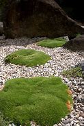 Image result for Japanese Garden Ground Cover