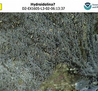 Afbeeldingsresultaten voor Hydroidolina. Grootte: 199 x 185. Bron: www.ncei.noaa.gov