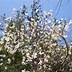 Image result for Magnolia stellata Royal Star