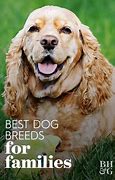 Image result for 10 Best Dog Breeds for Families
