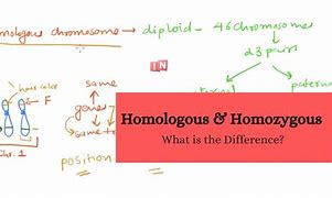 Image result for What Is a Homozygous