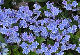 Image result for Omphalodes cappadocica Starry Eyes