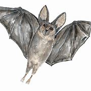 Image result for Bat Artwork