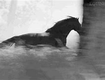 Image result for Solutre Horse