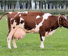 Image result for World's Smallest Cow