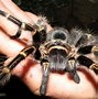 Image result for The World's Largest Spider