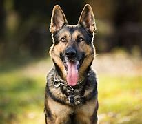 Image result for Top 10 Best Guard Dogs