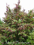 Image result for PARROTIA PERSICA FELICIE