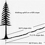 Image result for How Board Feet in 40 Foot Tree