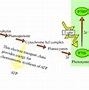 Image result for Photosynthesis Cellular Respiration