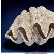 Image result for Clam Shell Seashell
