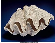 Image result for Giant Rare Clam Shells