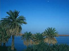 Image result for Chad African Plants
