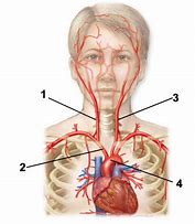 Image result for Carotid Artery in Neck Location