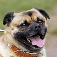 Image result for Pug Mixed Breed Dogs