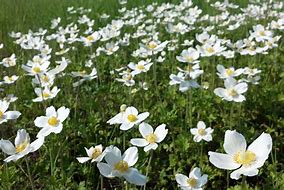 Image result for Anemone sylvestris