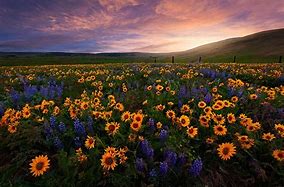 Image result for Wildflower Cases Wallpaper