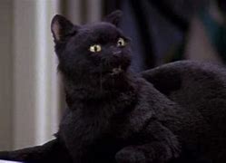 Image result for Salem Cat Sabrina