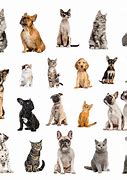 Image result for Cat Dog Breed