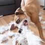 Image result for Long Dog Chew Toy