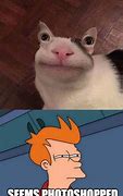 Image result for Doctor Cat Meme