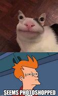 Image result for Small Cat Meme