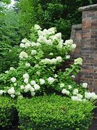 Image result for Hydrangea pan. Limelight