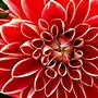 Image result for Looking for Bd Speed That Is White Background with Red Flowers