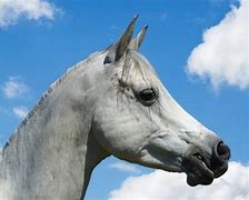 Image result for American Arabian Horse