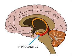 Image result for hippocampus