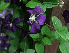 Image result for Purple Climbing Flowering Vines