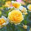 Image result for Yellow Gold Roses Breeds