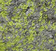 Image result for Moss and Rock Texture
