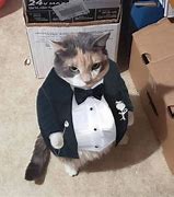 Image result for Cat Wears Suit