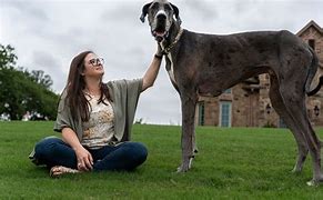 Image result for World Biggest Tallest Dog